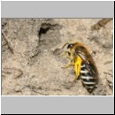 Colletes sp - Seidenbiene w02e 8mm Wallenhorst.jpg
